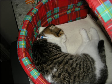 ももテレビの上